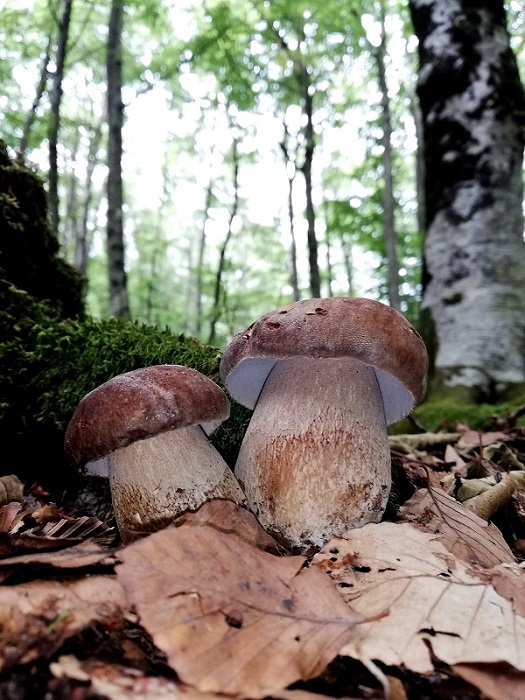 Funghi in natura