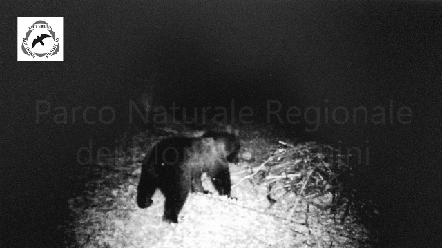 Fermoimmagine orso Simbruini 2019_Foto Ente Parco Monti Simbruini