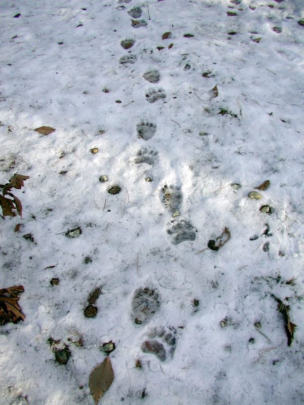 Impronte orso nella neve aprile 2019_Foto Francesco Rossi